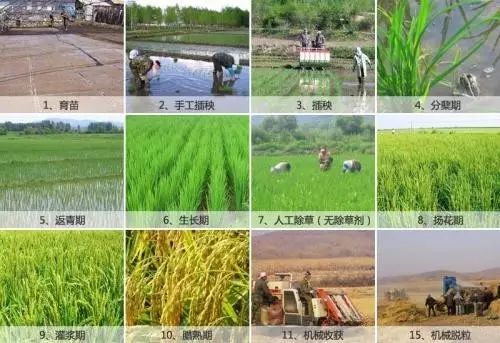 糧食戰(zhàn)爭(zhēng)：美國大米“入侵”將怎樣改變市場(chǎng)格局？